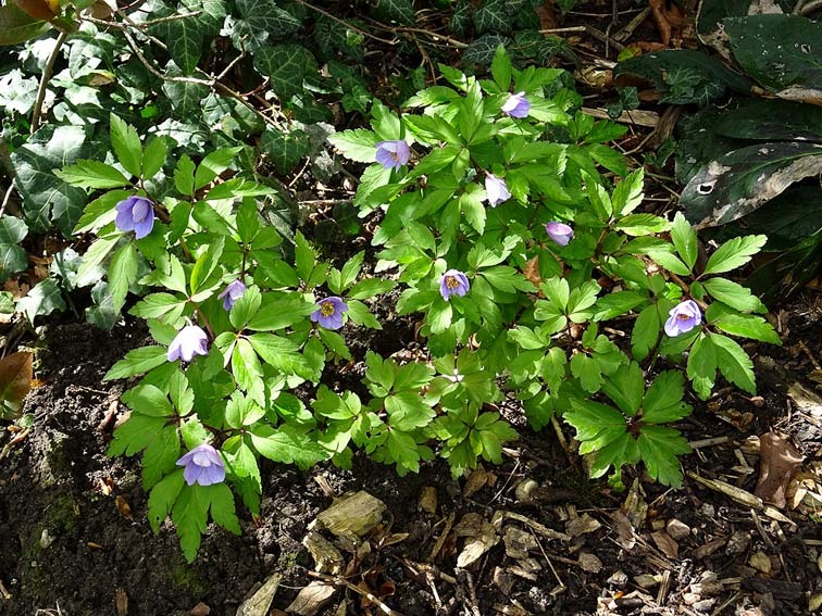 Anemone nemorosa 'Robinsoniana' - Bestand im 3.Jahr