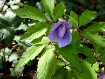 Anemone nemorosa 'Robinsoniana' 2
