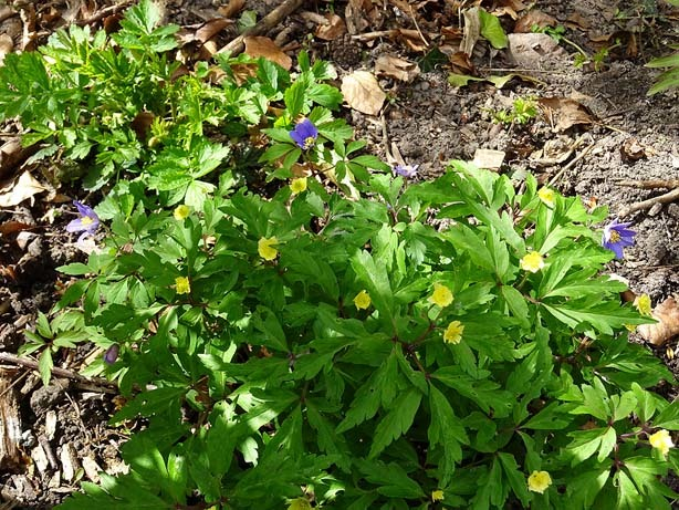 Anemone x lipsiensis 'Sioux'
