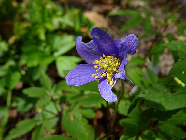 Anemone x lipsiensis 'Sioux' - blinder Passagier