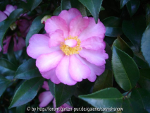 Camellia sasanqua 'FLM 8'