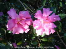Camellia hiemalis 'Sparkling Burgundy'