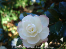 sasanqua 'Leslie Ann' II