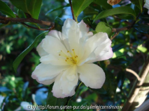 Camellia sasanqua 'Leslie Ann' I