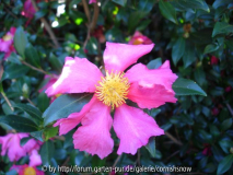 Camellia sasanqua - Naturform