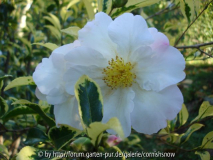 Camellia oleifera 'Selected Form' I