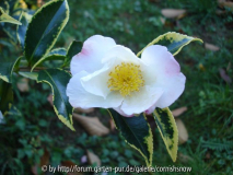 Camellia oleifera 'Selected Form' II