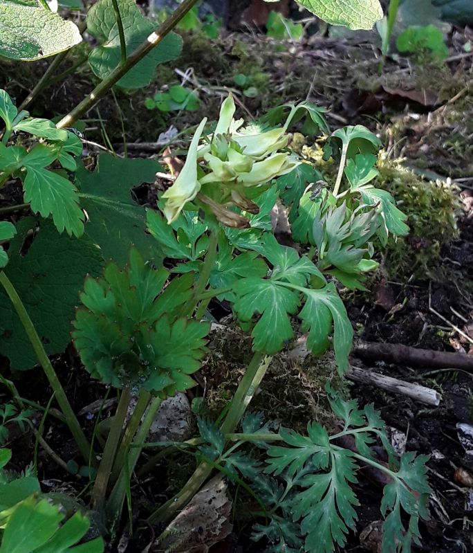 Corydalis ellipticarpa
