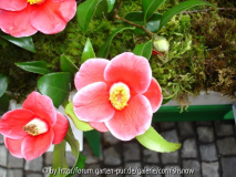 'Tama-no-ura' -  II - 30.03.2006