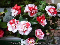 'Daikagura'
