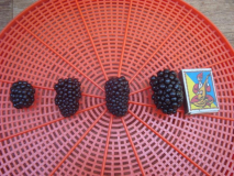 Brombeeren