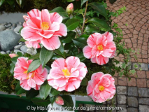 C. japonica 'Oki-no-Nami' I