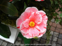 C. japonica 'Oki-no-Nami' II