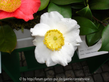 japonica 'Yukimi-Guruma' I - 30.03.2006 
