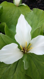 Trillium chloropetalumalbum