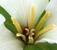 Trillium chloropetalumalbum