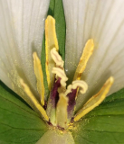 Trillium chloropetalumalbum