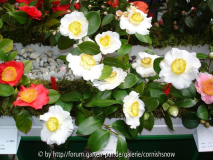japonica 'Yukimi-Guruma' II - 30.03.2006