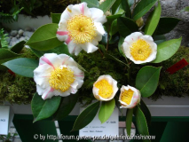 japonica 'Nioi-Fubuki' - 30.03.2006 Kame