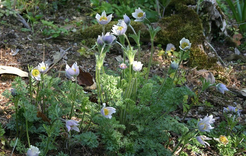 Pulsatilla violacea