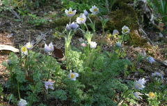 Pulsatilla violacea