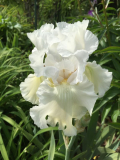 Madeira Belle