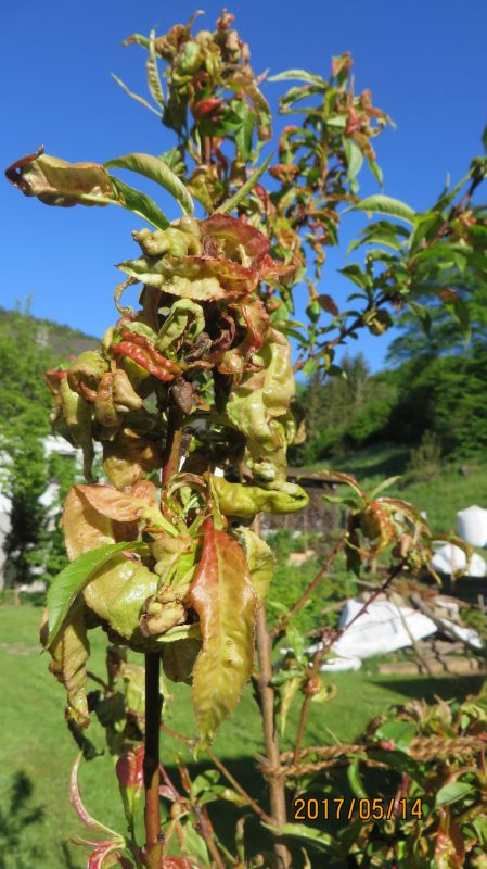Früher Roter Ingelheimer mit Kräuselkrankheit