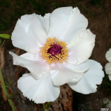 Paeonia ostii