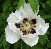Paeonia rockii Mama
