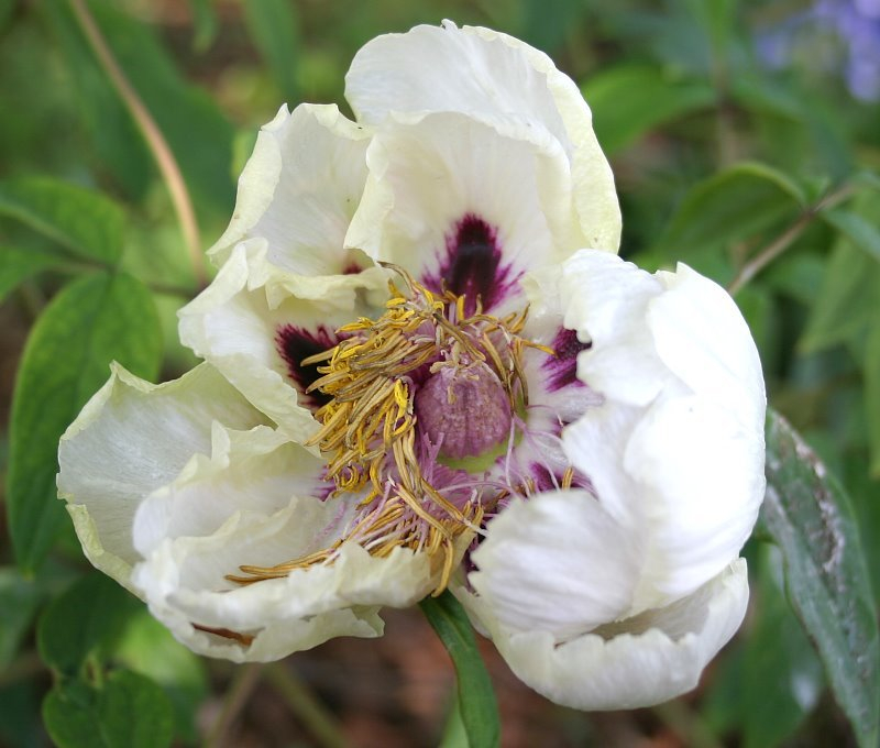 Paeonia rockii x ostii