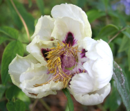 Paeonia rockii x ostii