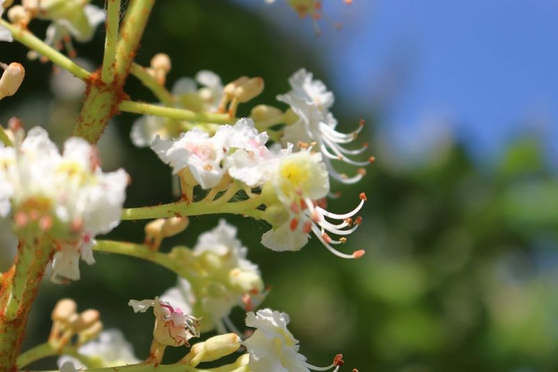 Rosskastanie, gewöhnliche-01, Vollblüte