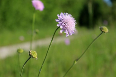 Wiesenwitwenblume