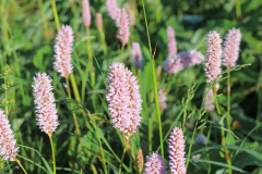 Wegerichblüte