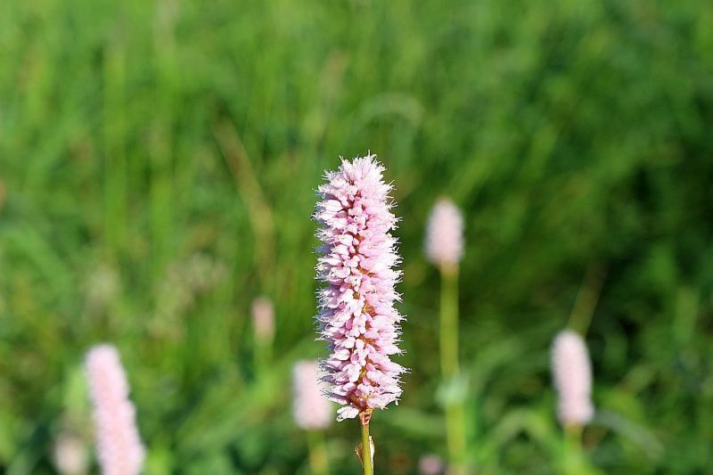 Wegerichblüte