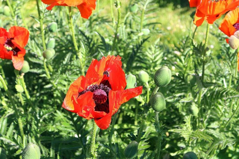 Ziermohn mit Bienchen