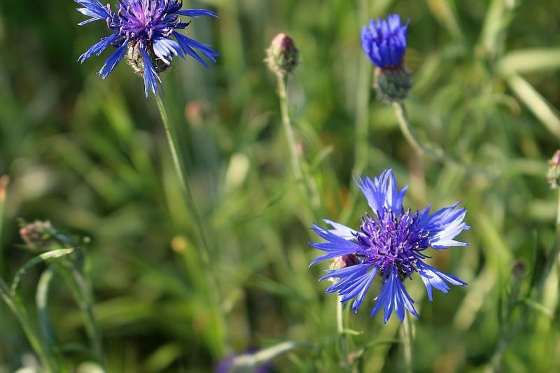 Kornblumen am Rand eines Getreidefeldes