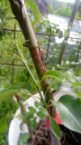 birne/eberesche01