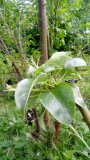 birne/eberesche02