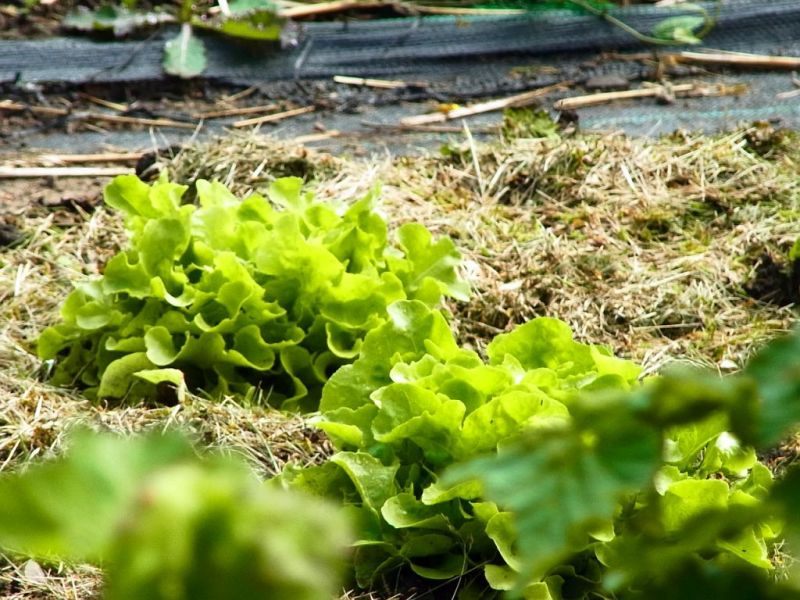 Gemulchter Freilandsalat
