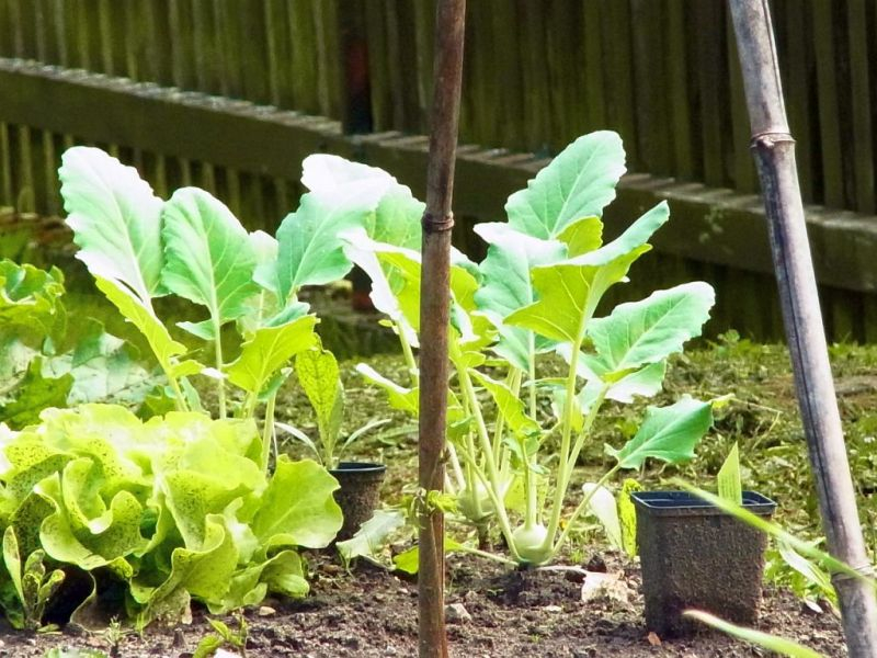 Die ersten Freiland-Kohlrabis