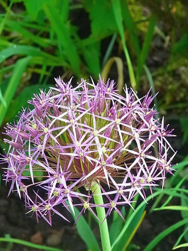 Sternkugellauch