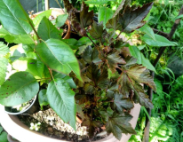 rot3