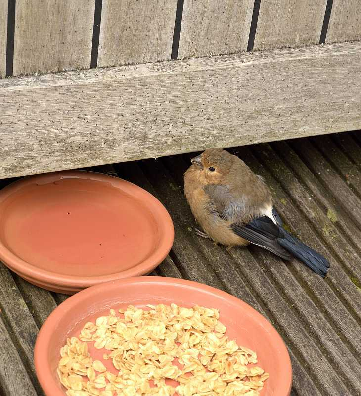 Gimpel Jungvogel