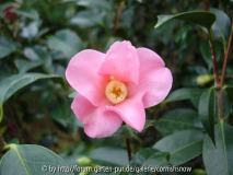 japonica 'Hina-Wabisuke'