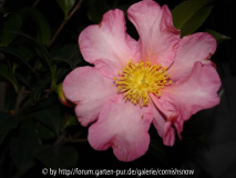 sasanqua 'Cleopatra' I