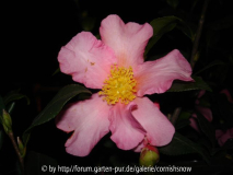 Camellia sasanqua 'Cleopatra' II