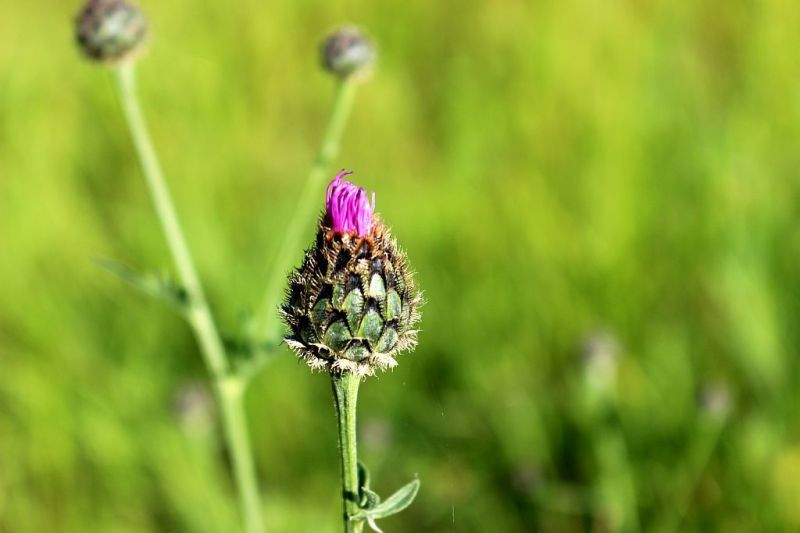 Berg-Flockenblume
