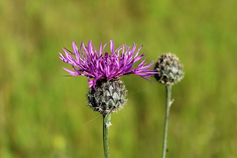 Berg-Flockenblume