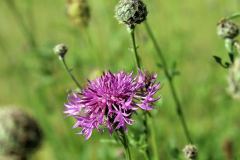 Berg-Flockenblume